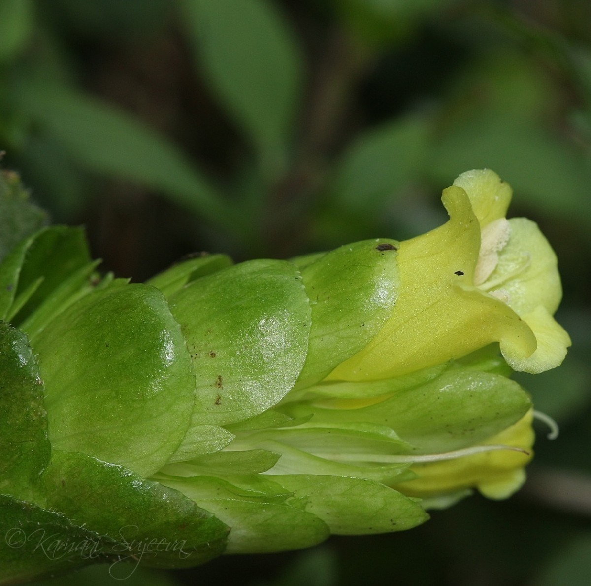 Strobilanthes calycina Nees